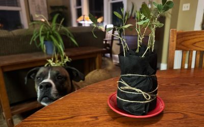 How to make a Propagation Burrito