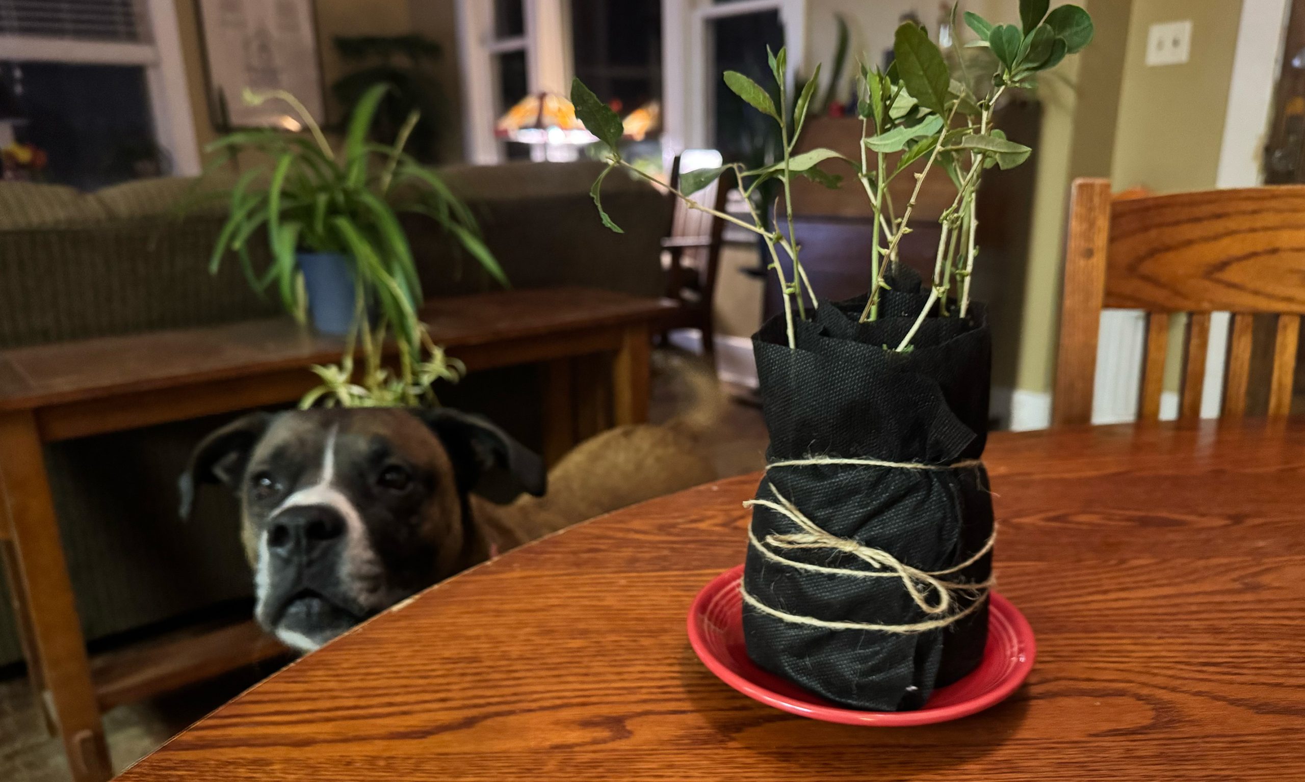 How to make a Propagation Burrito