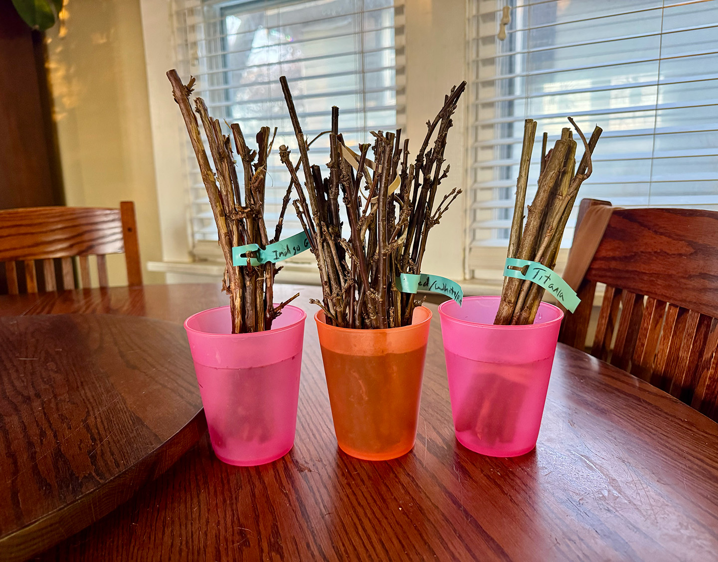 Currant & Honeyberry Cuttings